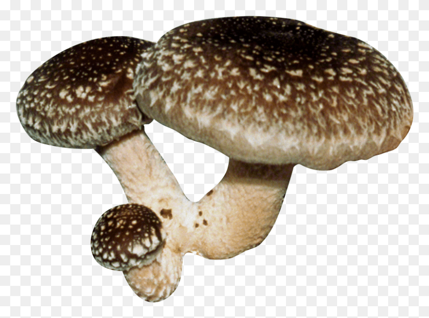 801x579 Shiitake Mushroom Transparent Background, Fungus, Plant, Amanita HD PNG Download