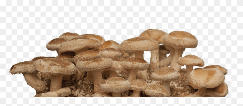 3366x1327 Shiitake Mushroom Transparent Background Agaric HD PNG Download