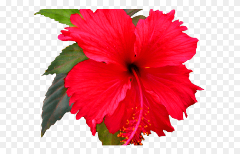 606x481 Shoeflower Clip Art, Plant, Hibiscus, Flower HD PNG Download