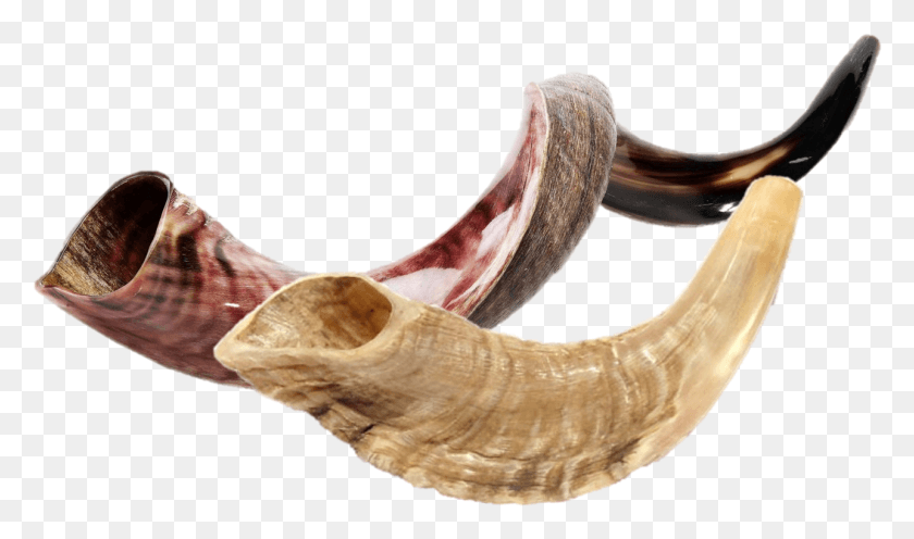 1286x719 Shofar, Horn, Brass Section, Musical Instrument HD PNG Download