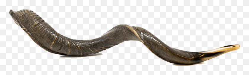 1249x311 Shofar Clipart Madera, Serpiente, Reptil, Animal Hd Png