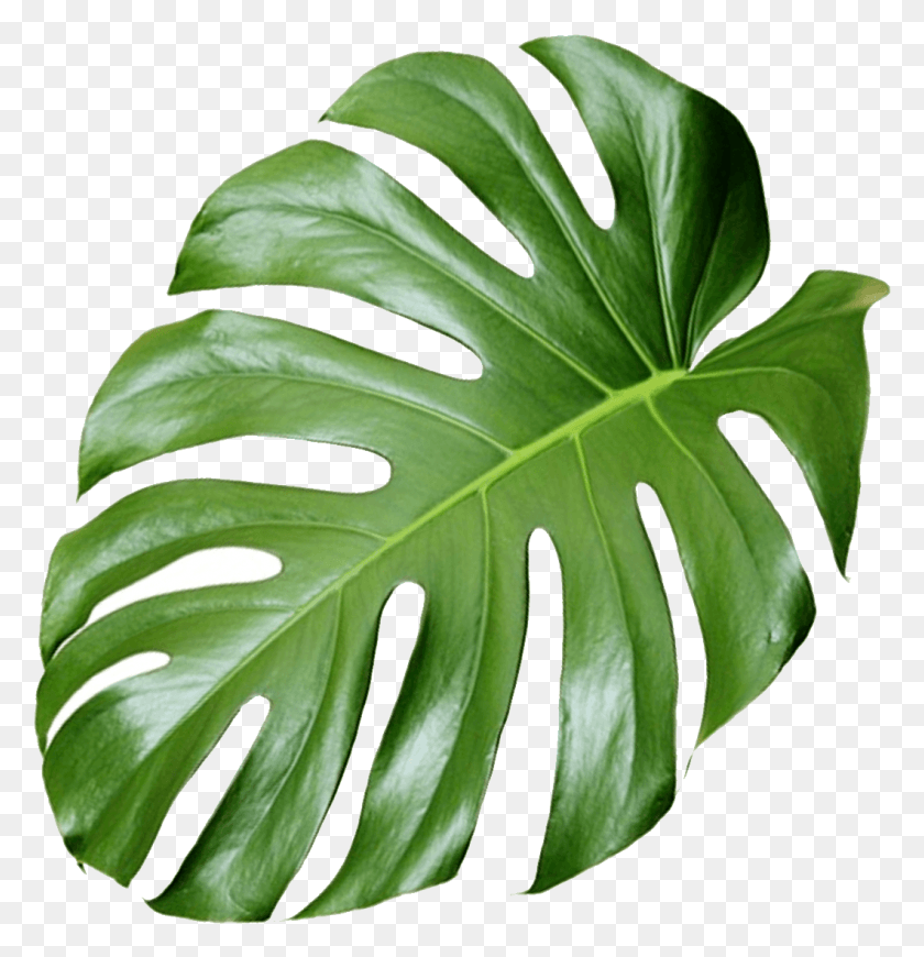 1059x1100 Shop Dihatelnaya Gimnastika Anstrelnikovoj Monstera Leaf, Plant, Vegetation, Tree HD PNG Download