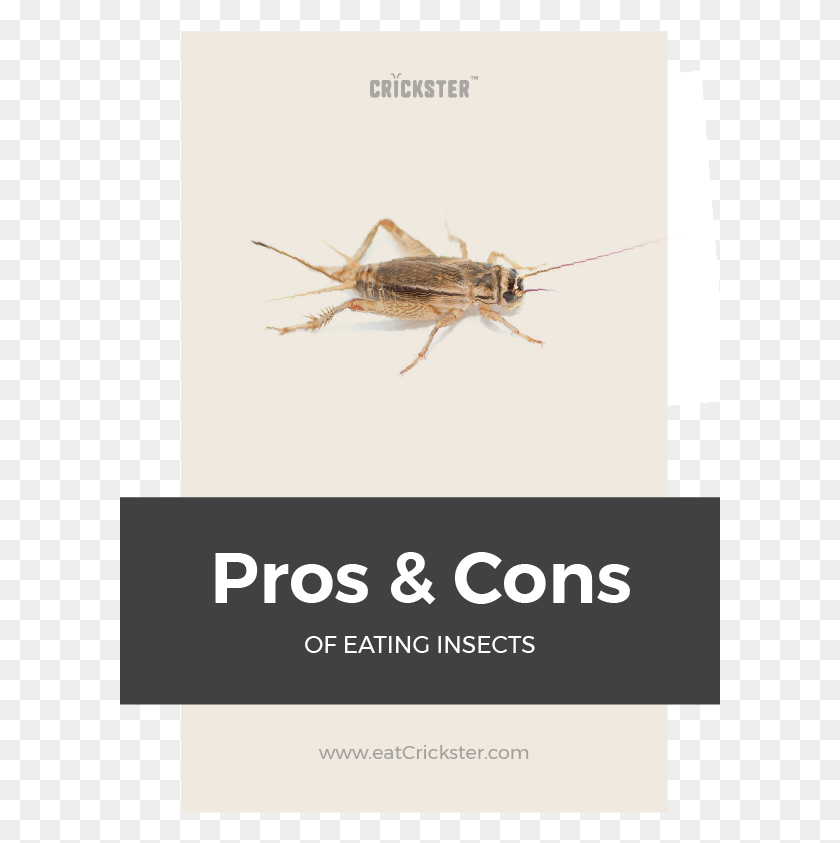 601x783 Should We All Eat Bugs In This Post You39re Going To Locust, Cricket Insect, Insect, Invertebrate HD PNG Download