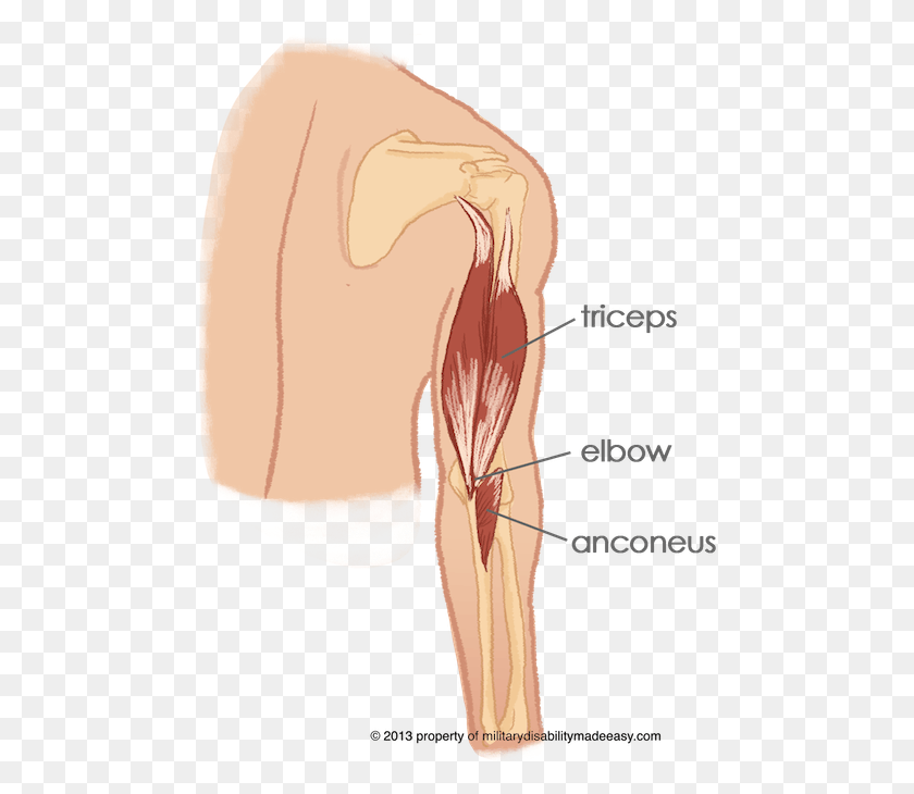 480x670 Shoulder Muscle 14 Triceps Anconeus, Ear, Hip, Veins HD PNG Download