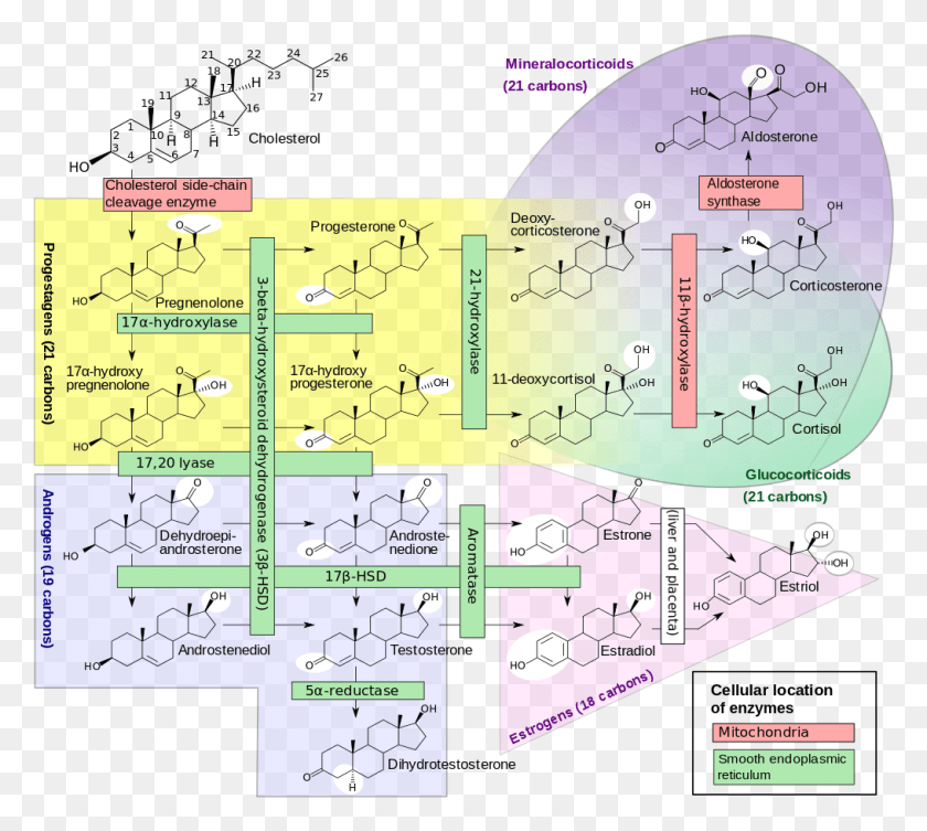 1015x903 Shown Also Is The Major Classes Of Steroid Hormones Sex Hormone, Diagram, Plot, Flyer HD PNG Download