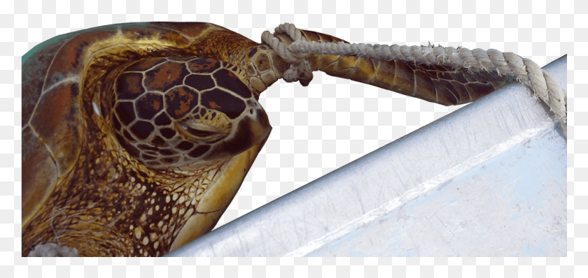 1001x434 Shows Amp Videos Loggerhead Sea Turtle, Snake, Reptile, Animal HD PNG Download