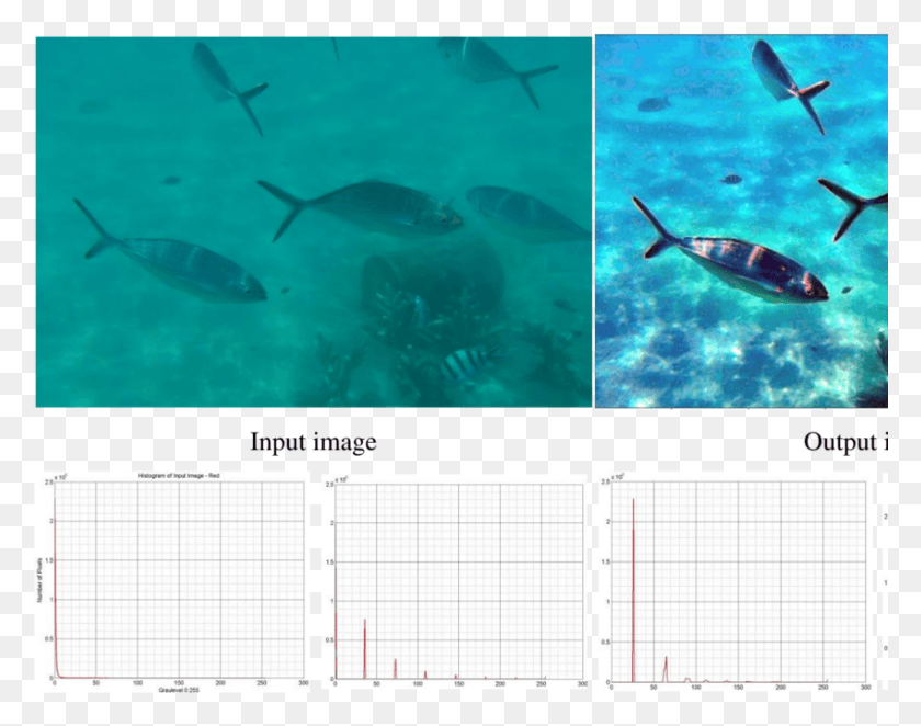 850x657 Shows An Example Of The Underwater Image Fishes Under Stingray, Water, Outdoors, Nature HD PNG Download