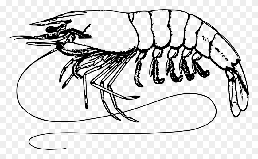 1280x751 Shrimp And Prawn As Food Shrimp And Prawn As Food Drawing Clip Art Of Shrimp, Gray, World Of Warcraft HD PNG Download