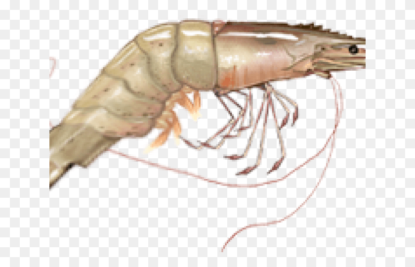 640x480 Shrimp Clipart Transparent Background Litopenaeus Setiferus, Seafood, Sea Life, Food HD PNG Download