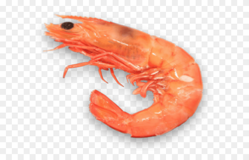 601x480 Shrimp Clipart Transparent Background Shrimp, Seafood, Sea Life, Food HD PNG Download