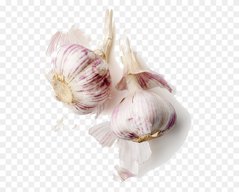 534x616 Shrimp Flour Garlic Oregano And Thyme Garlic, Plant, Vegetable, Food HD PNG Download