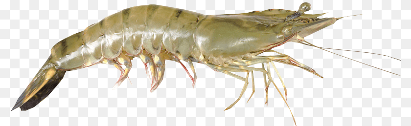 800x258 Shrimps, Animal, Food, Invertebrate, Sea Life PNG