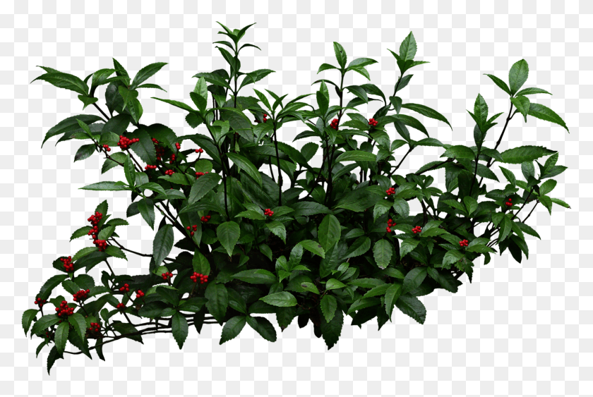 1528x987 Shrub Bushes Clipart Mango Tree Shrubs, Acanthaceae, Flower, Plant HD PNG Download
