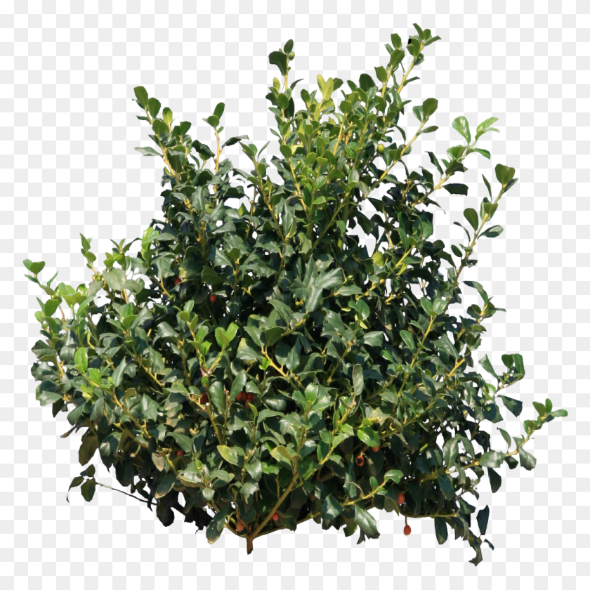 1024x1024 Descargar Png Arbustos Arbustos, Vegetación, Planta Hd Png