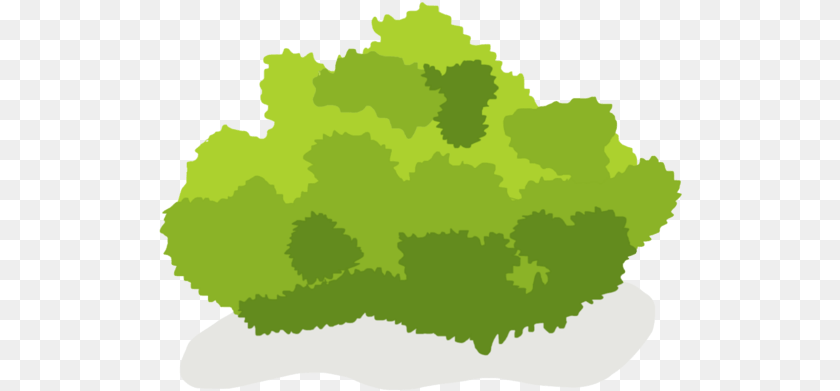 Shrub Clipart Bush Clipart, Green, Food, Lettuce, Moss Transparent PNG
