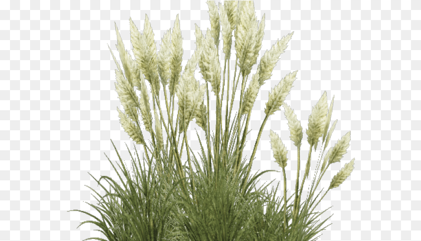 577x481 Shrub Overgrown Grass Transparent Pampas Grass, Plant, Reed, Vegetation Clipart PNG