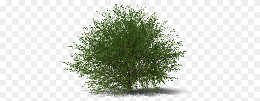 Shrub Image Thuya, Herbal, Herbs, Plant, Tree Clipart PNG