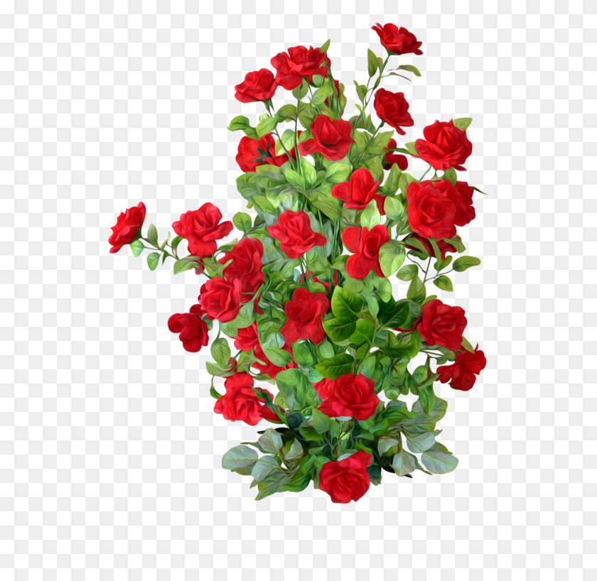 537x758 Shrub Plant Beach Clip Art Transprent Clip Art Rose Bush, Geranium, Flower, Blossom HD PNG Download