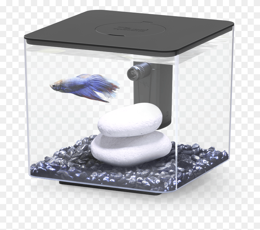 777x684 Siamese Fighting Fish Aquarium, Water, Animal, Appliance HD PNG Download