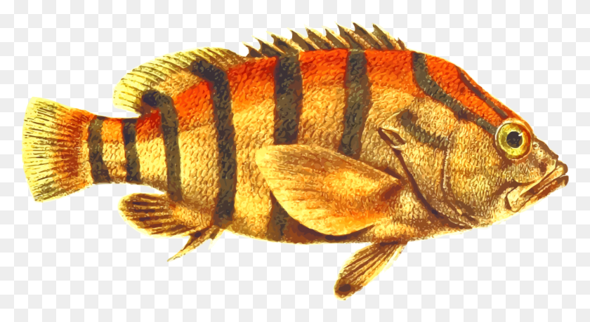 1465x750 Сиамская Бойцовая Рыба Betta Channoides Компьютерные Иконки Окунь, Животное, Гриб Hd Png Скачать