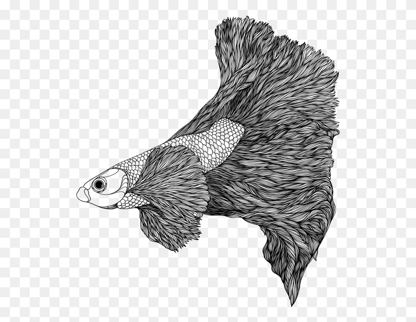 534x590 Сиамские Боевые Рыбы Pomacentridae, Серый, Мир Варкрафта Png Скачать