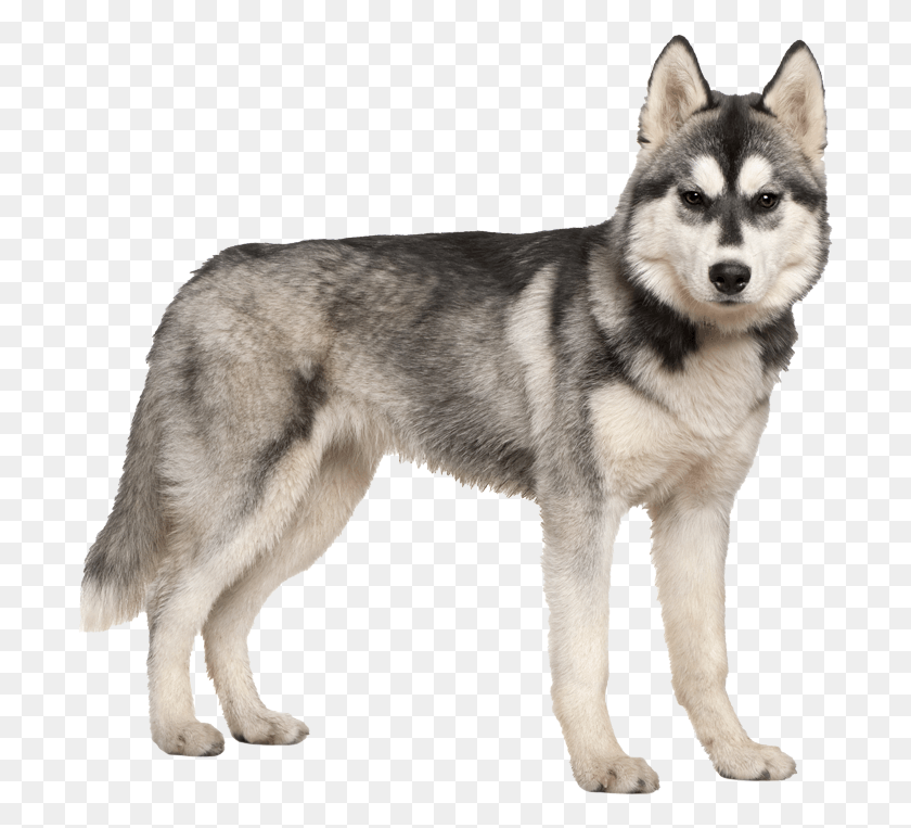 697x703 Siberian Husky White Background, Dog, Pet, Canine HD PNG Download