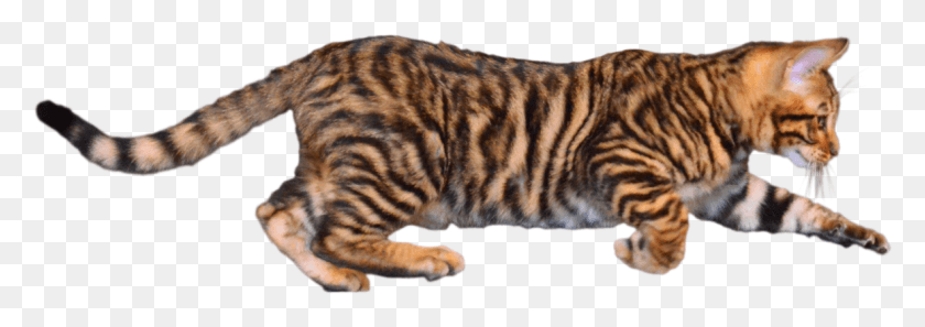 1181x359 Siberian Tiger, Manx, Cat, Pet HD PNG Download