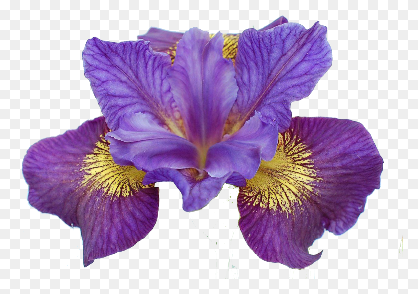 1279x871 Sibirica Ser Sibiricae Iris Sibirica Rainbow Flavours, Flower, Plant, Blossom HD PNG Download