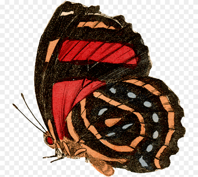 739x749 Side View Caterpillar, Animal, Butterfly, Insect, Invertebrate Clipart PNG