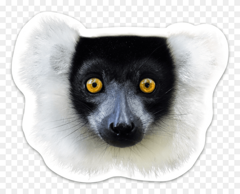 977x776 Sifaka, Lemur, Wildlife, Mammal HD PNG Download