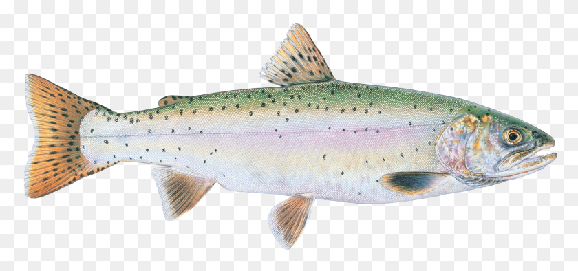 1443x618 Sign Up For Season Nevada State Fish, Animal, Trout, Coho HD PNG Download