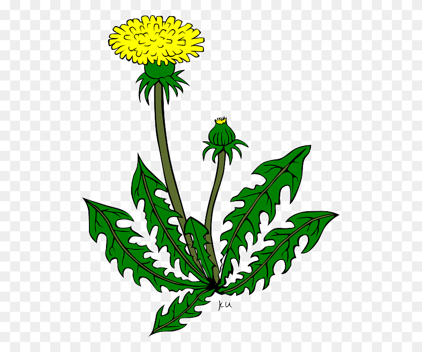 513x640 Sign Up Now For An Exciting Event On September 17th Dandelion Clipart, Plant, Flower, Blossom HD PNG Download