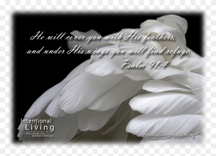 1017x717 Sign Up On My Email List To Receive A Free Ebook On White Feather From Heaven, Bird, Animal, Swan HD PNG Download