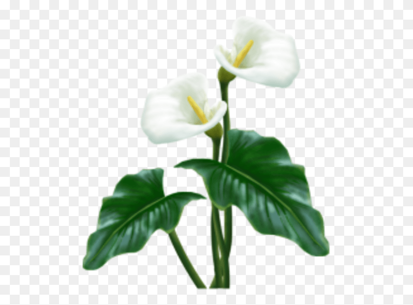 Сихина Ситувили, Растение, Цветок, Цветение Hd Png Скачать