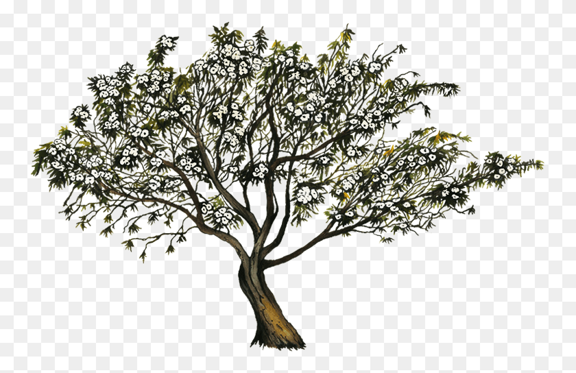 751x484 Silueta, Planta, Árbol, Florero Hd Png