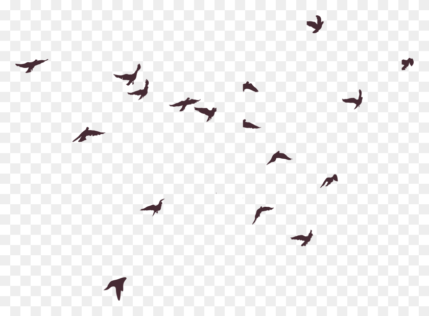 2098x1504 Silhouette Bird Birds Image High Quality Clipart Silhouette Birds, Flock, Animal, Flying HD PNG Download