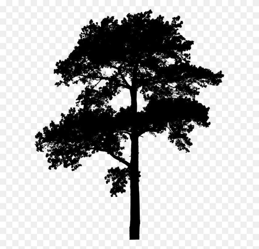 616x749 Silhouette Eastern White Pine Tree Pinus Nigra Red Pine Black And White, Gray, World Of Warcraft HD PNG Download