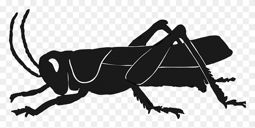 1616x750 Silueta De Insectos Saltamontes Mapache Plagas Saltamontes Negro Clipart, Animal, Invertebrados, Arma Hd Png Descargar