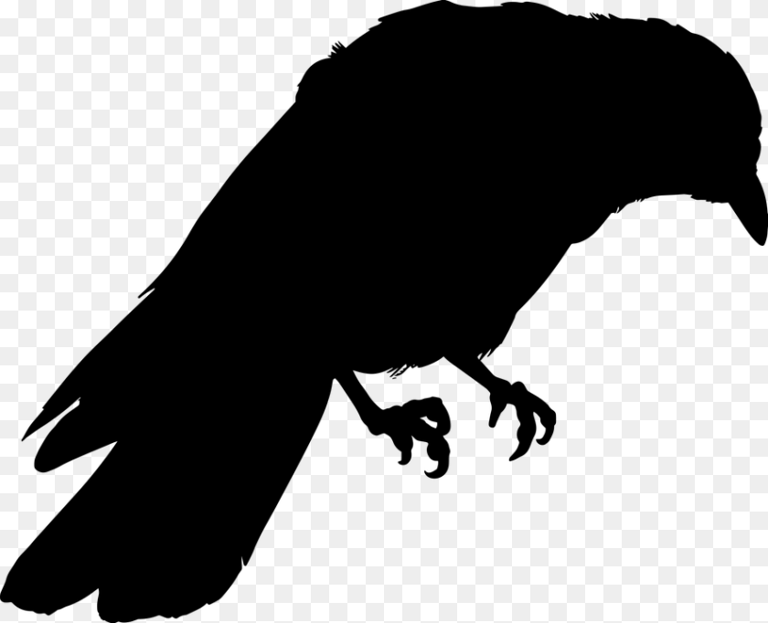 Silhouette Of Crow, Gray PNG