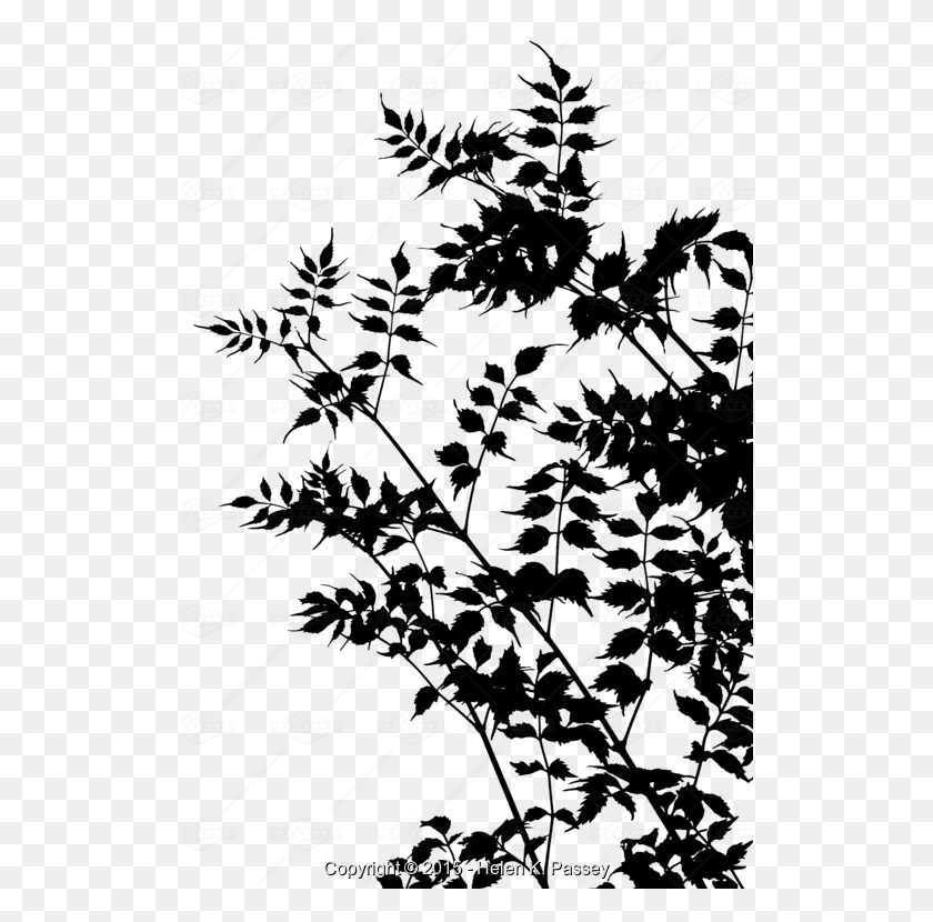 516x770 Silhouette Of Feathery Leaves Plant Leaves Silhouette Transparent, Pattern, Paper, Texture HD PNG Download