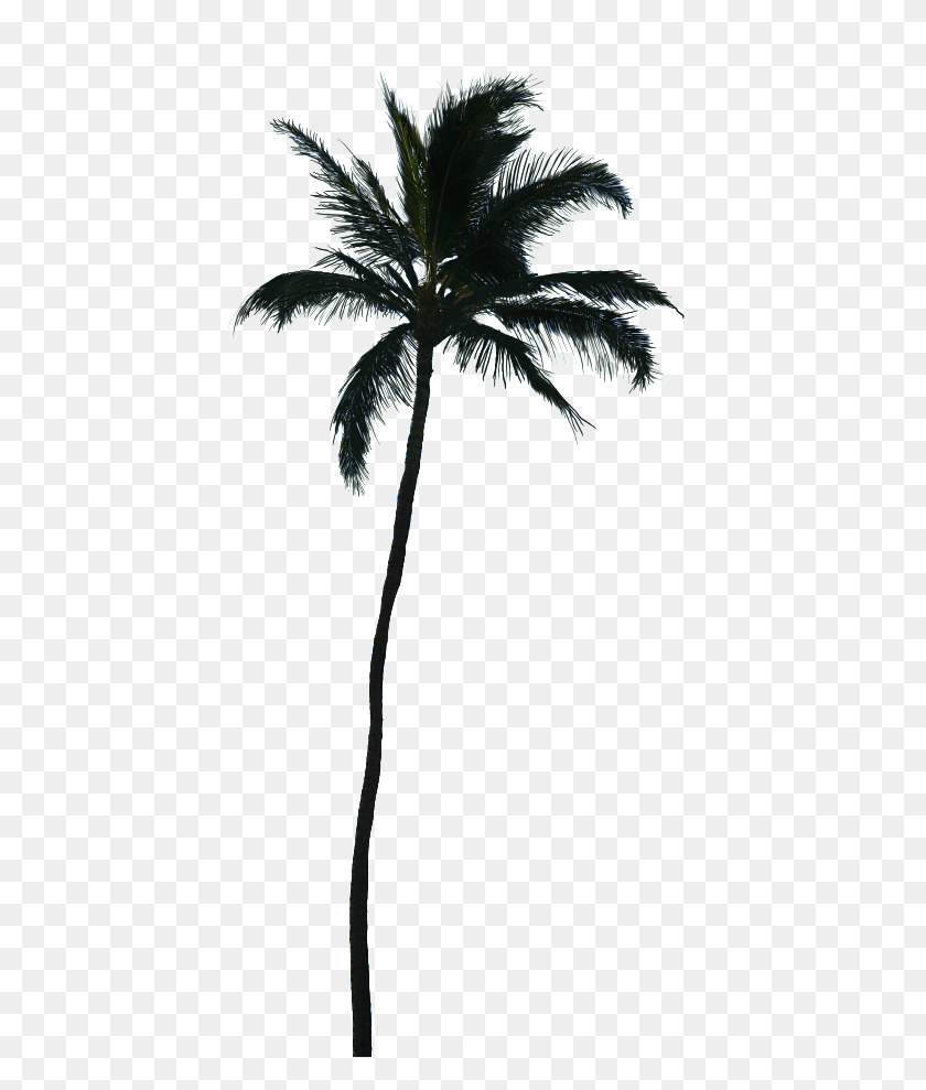 434x929 Silhouette Palm Tree, Plant, Tree, Leaf HD PNG Download