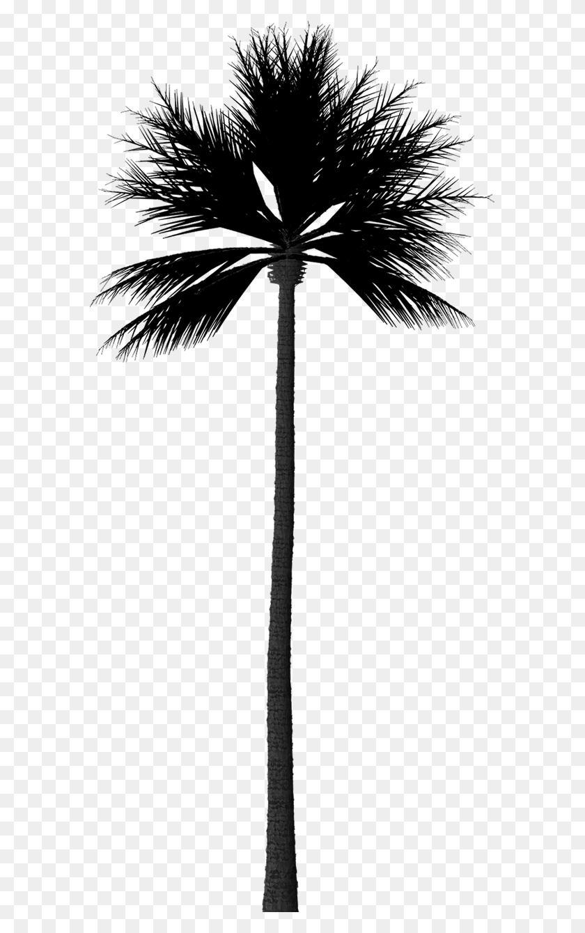 581x1280 Silhouette Palm Tree Fan Palm Tree Silhouette, Lamp Post, Symbol, Emblem HD PNG Download
