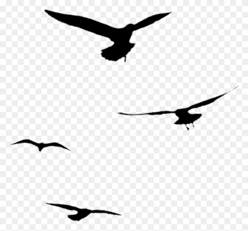 815x756 Silhouette Sticker Flight, Outdoors, Nature HD PNG Download