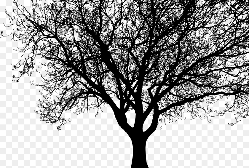 Silhouette Tree Branch Clip Art Trees Branches Silhouette, Gray Clipart PNG