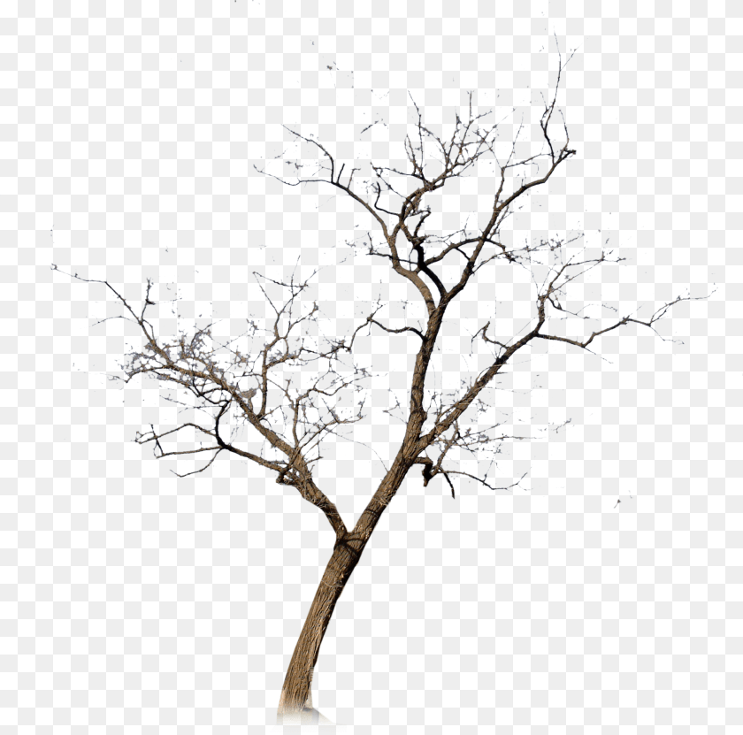 2089x2067 Silhouette Tree No Leaves, Plant, Outdoors, Potted Plant, Nature Sticker PNG