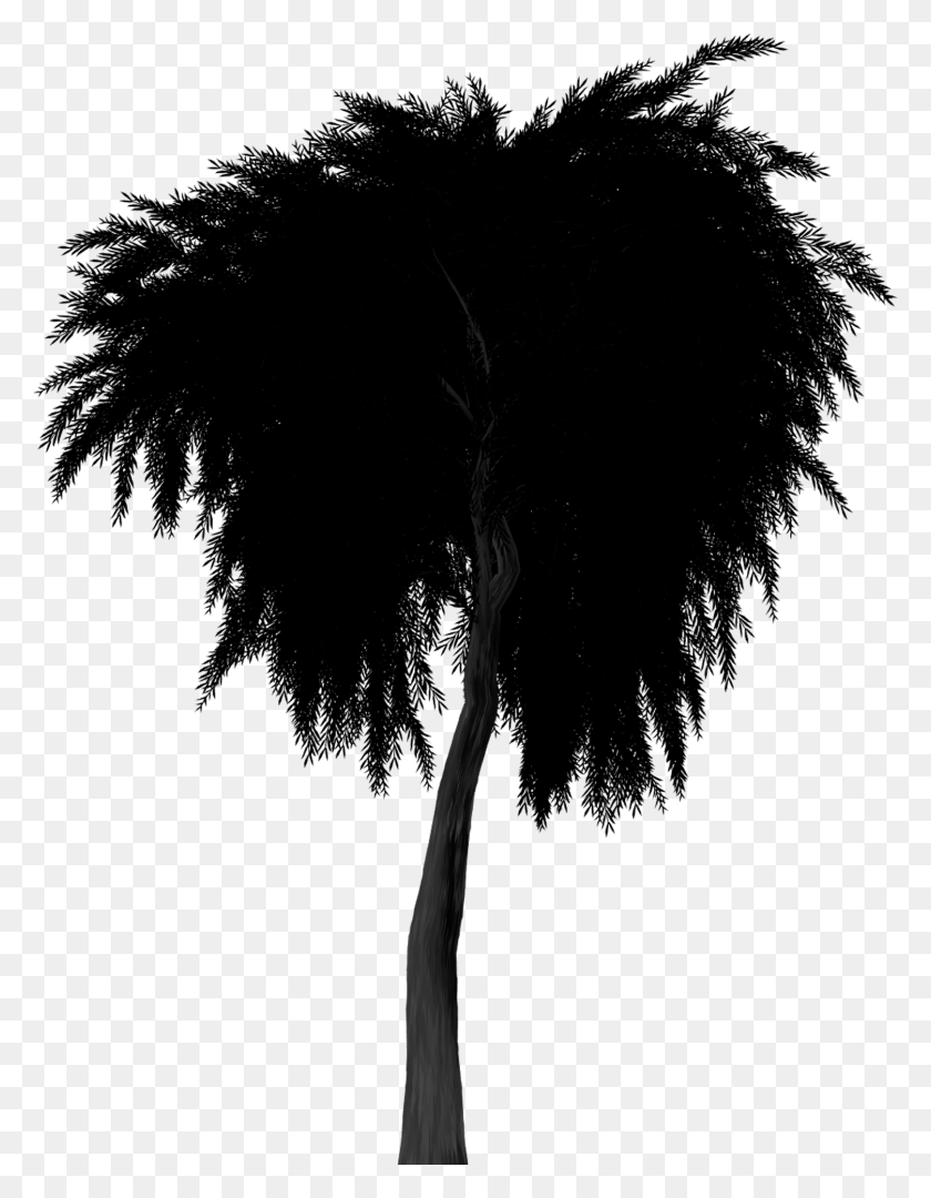 1503x1967 Silhouette Weeping Willow Tree, Face, Plant HD PNG Download