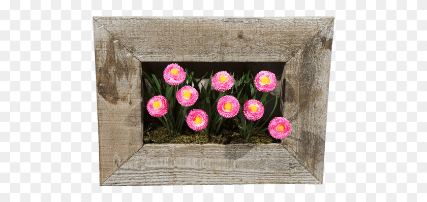 479x338 Шелковая Английская Ромашка Рамка 24 Общие Пионы, Растение, Цветок, Цветение Hd Png Скачать