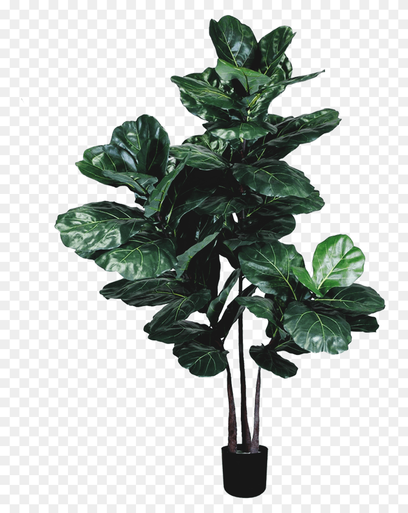 753x998 Зеленое Растение, Зеленое Растение, Зеленое, Зеленое, Зеленое, Шелковое Дерево Png Скачать