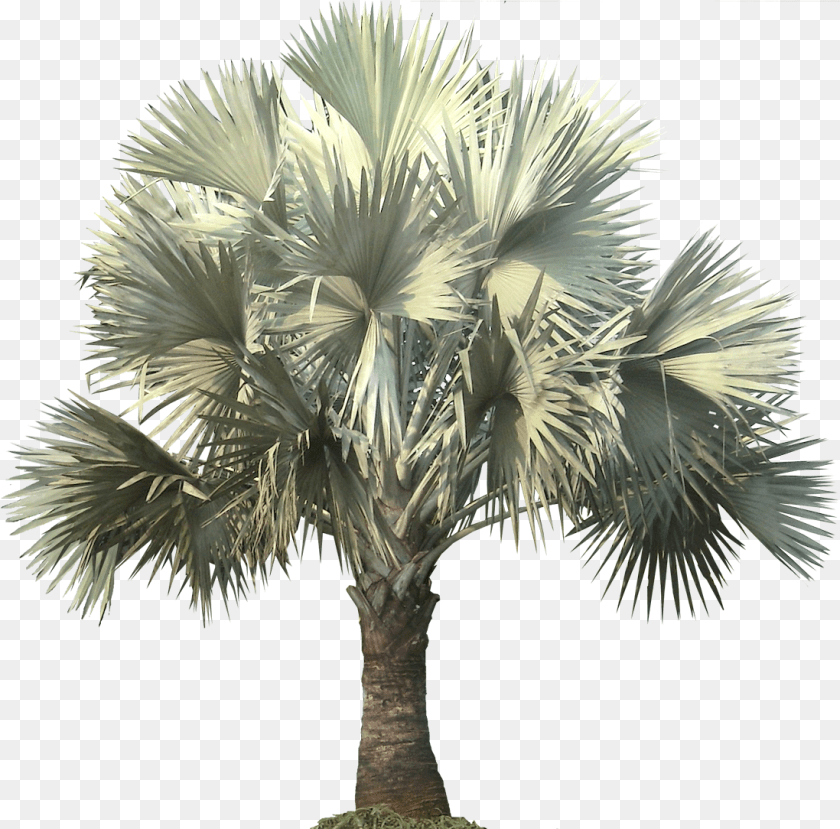 1098x1084 Silver Bismarck Palm, Palm Tree, Plant, Tree Transparent PNG