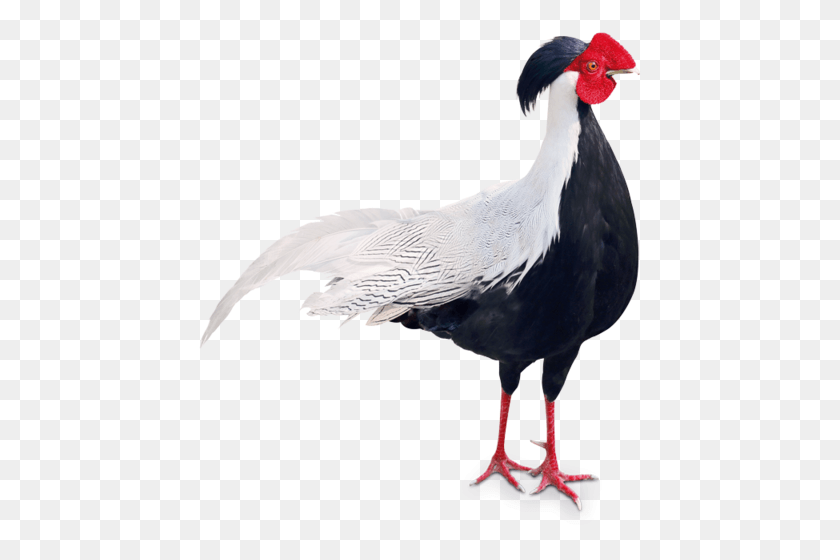 443x500 Silver Pheasant Rooster, Bird, Animal, Fowl HD PNG Download